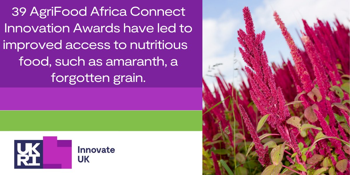 🌍 Impact stories: <a href="/innovateuk/">Innovate UK</a> #AgriFoodAfrica Connect 
‘Forgotten foods’ across the globe have the potential to solve major challenges to nutrition &amp; food security. Learn how the development &amp; commercialisation of crop, like amaranth are being realised: ow.ly/TtQ250QG4o9