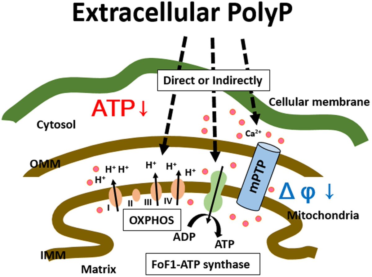 FEBSOpenBio's tweet photo. The dynamic relationship between inorganic polyphosphate and adenosine triphosphate in human non-small cell lung cancer H1299 cells
➡️https://t.co/K2VJRX5xzL
#Metabolism #Mitochondria
#NSCLC #Polyphosphate https://t.co/koKBNEAIPj