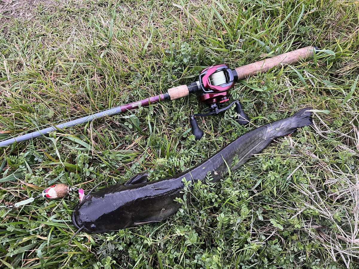 catfish_kun's tweet photo. 本日のナマズ釣果
夕方30分デイナマ😊
北風ビュービューで寒い寒い💦
控えめバイトながらも反応してくれる鯰さんに感謝✨
水の中は春近し✨春爆まだかな🌸
今回もイブポップちゃん🥰が活躍🎵✨
ありがとね〜☺️✨
3バイト1ヒット1ゲット
#マサ工房 #イブポップ #デイナマ #ザクトクラフト #flixir https://t.co/SFOB10mi34