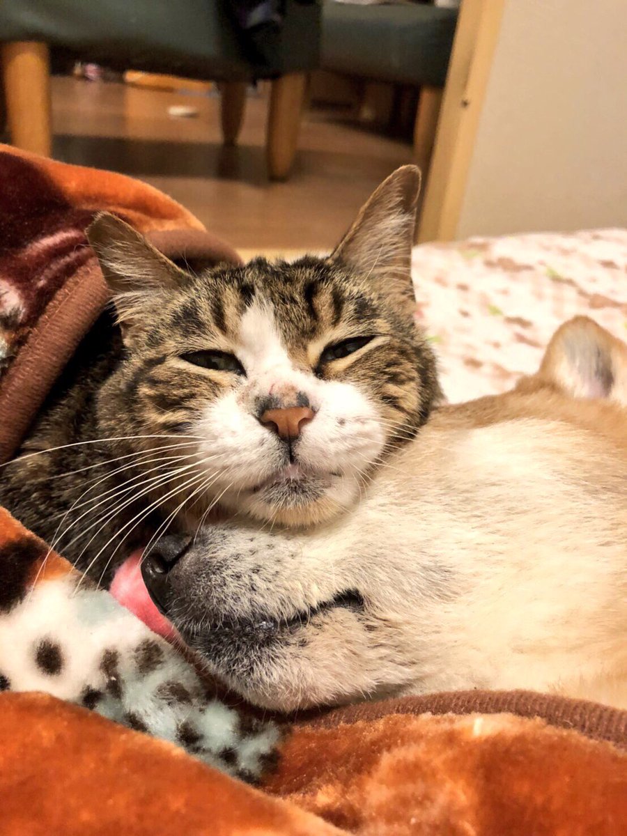 IDw8l's tweet photo. にゃんにゃんにゃんおぉー！

2月22日はサムゲタンの命日

お空で花子と今日もなかよし

#秘密��社老猫倶楽部天国支部
#秘密結社老犬倶楽部天国支部
#猫の日
#にゃんにゃんにゃんの日
#サムゲニャース https://t.co/1ULVFBnmpf