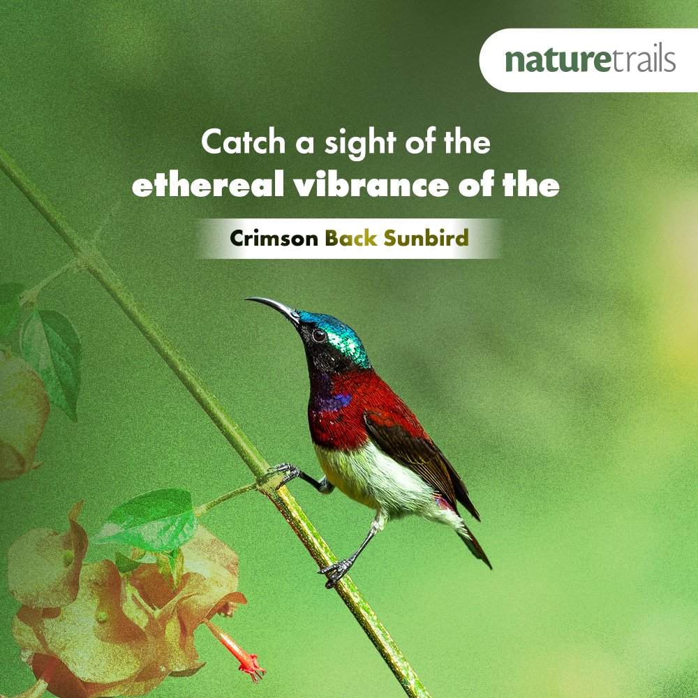 Naturetrailss's tweet photo. #Discover the magic of #birdwatching like never before! Unwind in the graceful company of #birds at #NatureTrails #Kundalika.

Book now: https://t.co/IMDoGOEJGG

#Mumbai #Pune #ExploreOutdoors #NatureLovers #NaturePhotography #Birdphotography #EcoTourism #Adventure #birdwatcher https://t.co/0ea2JmDW9V