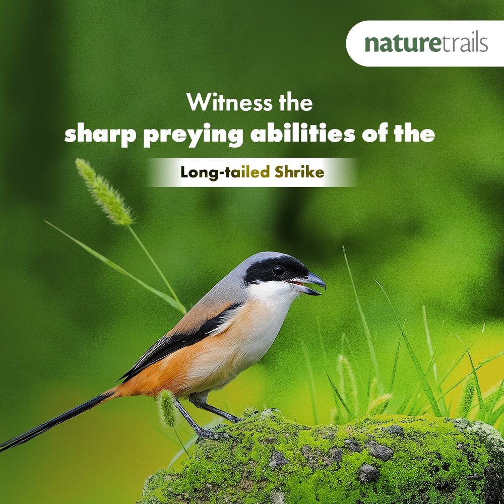 Naturetrailss's tweet photo. #Discover the magic of #birdwatching like never before! Unwind in the graceful company of #birds at #NatureTrails #Kundalika.

Book now: https://t.co/IMDoGOEJGG

#Mumbai #Pune #ExploreOutdoors #NatureLovers #NaturePhotography #Birdphotography #EcoTourism #Adventure #birdwatcher https://t.co/0ea2JmDW9V