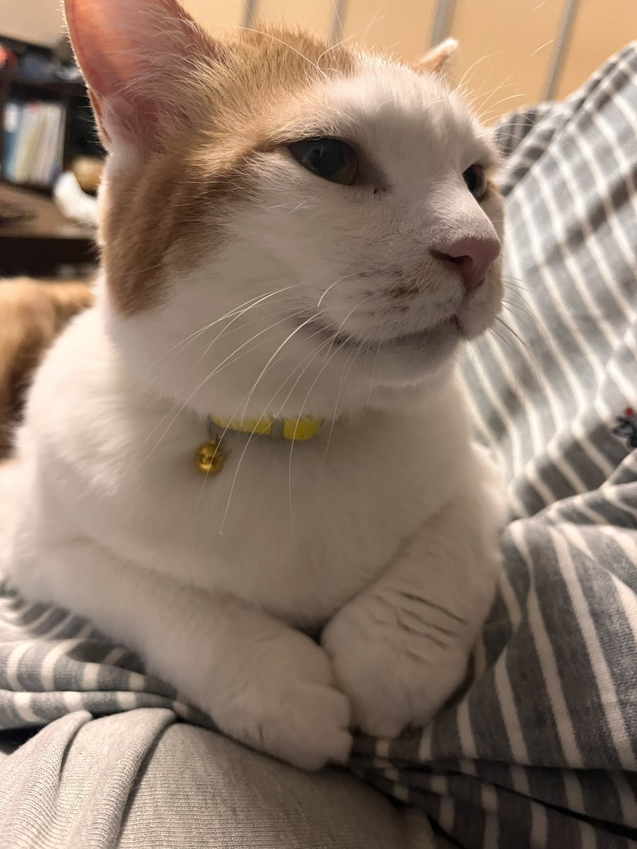 menta_ochyo_azu's tweet photo. ウチのニャンズ
 #猫の日 https://t.co/3YTgrUYIq6