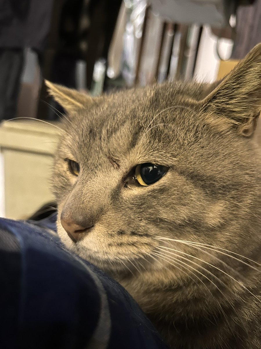menta_ochyo_azu's tweet photo. ウチのニャンズ
 #猫の日 https://t.co/3YTgrUYIq6