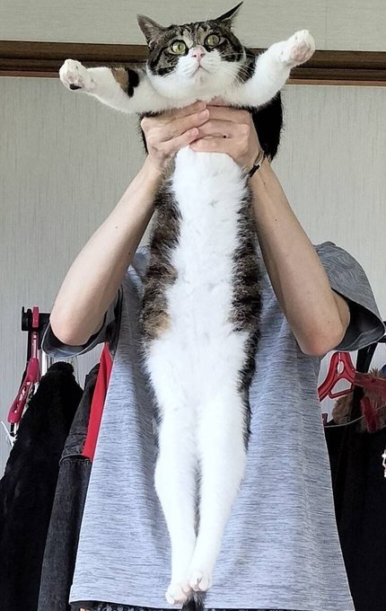 #猫の日我が子を… 