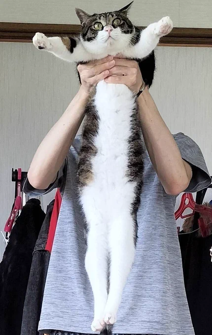 #猫の日我が子を… 