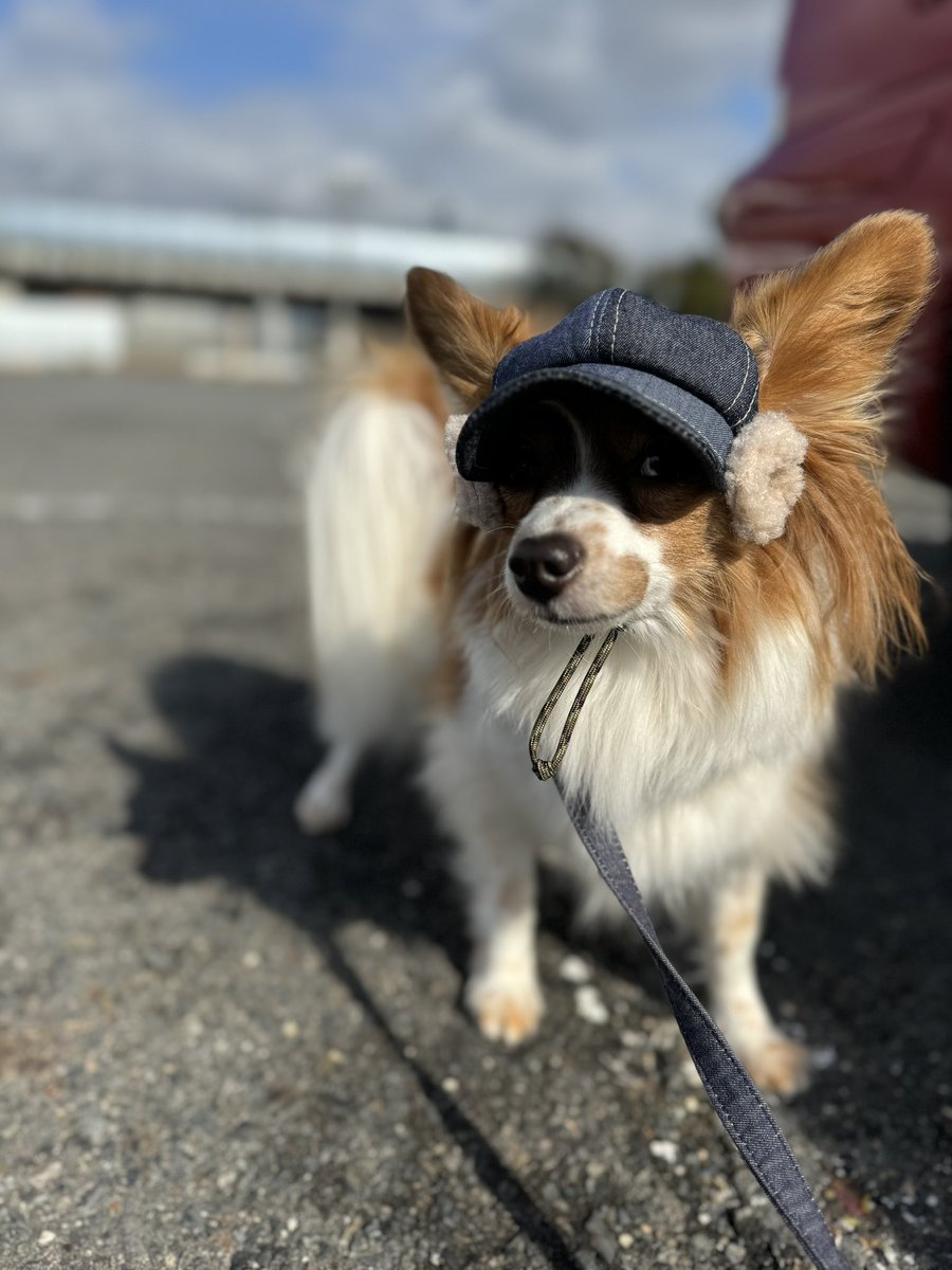peachdogjp's tweet photo. 今日は寒いね。 https://t.co/vI4qFafOIS