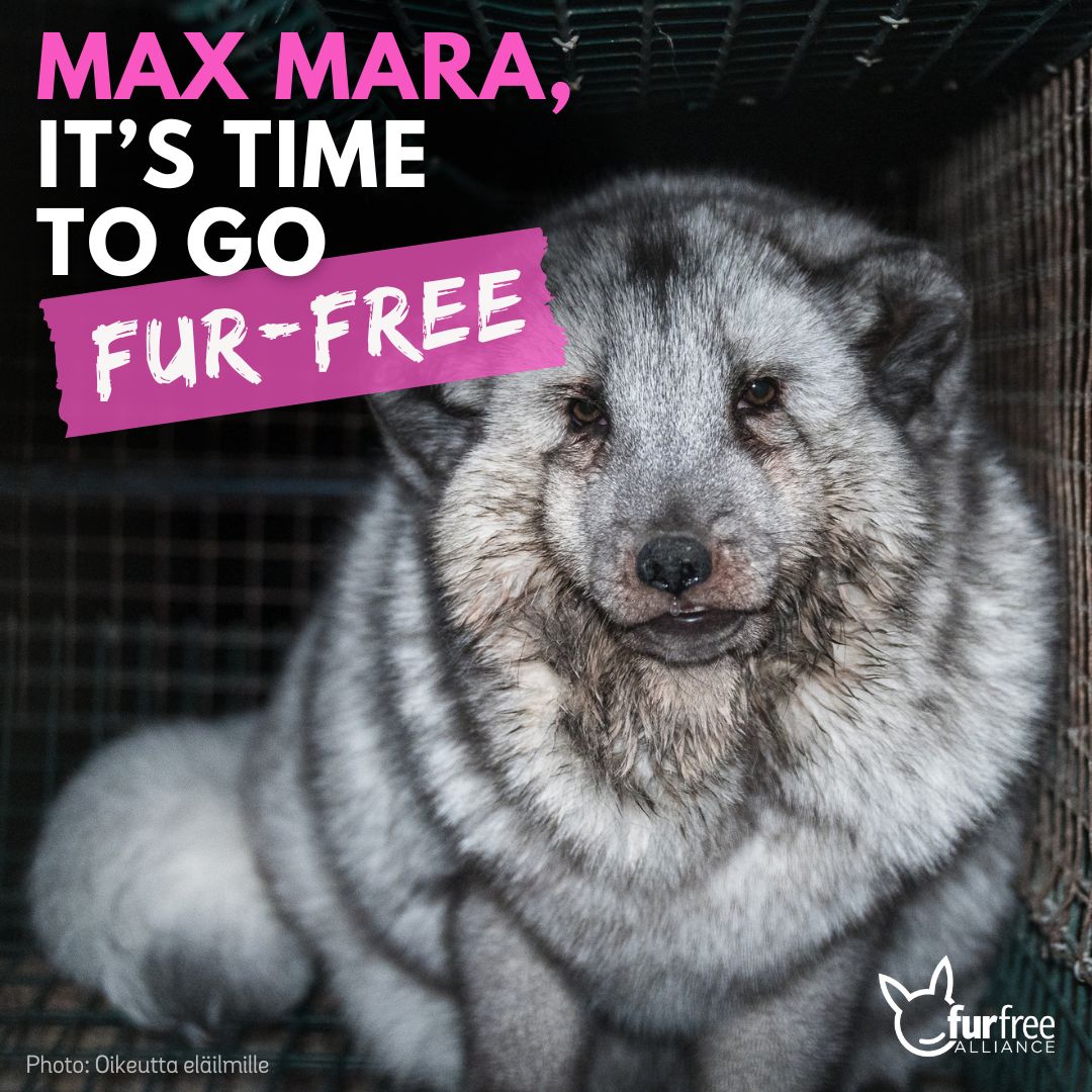 While Max Mara's fashion show is taking place, this is what the fur trade does not want you to see.

You can help animals today, go to <a href="/maxmara/">Max Mara</a>'s account, reply to their latest post &amp; ask them to drop cruel fur! 

#MaxMaraFW24 #MFW #MaxMara #MilanFashionWeek #furfreeMaxMara