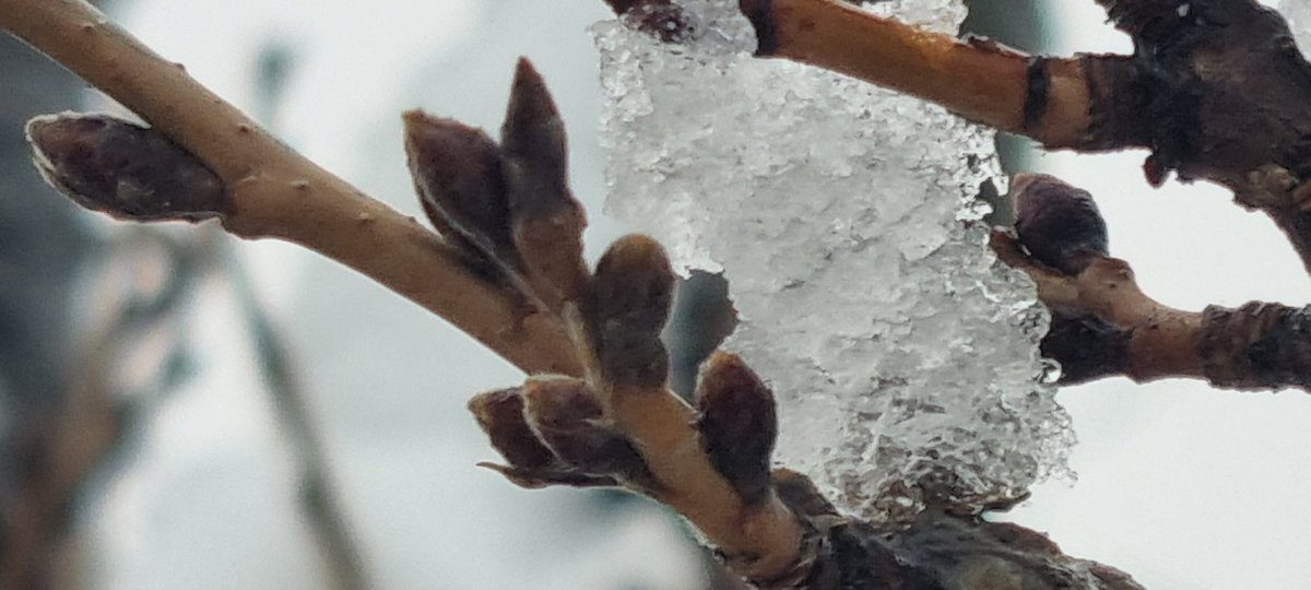 cherry blossom
waiting for spring