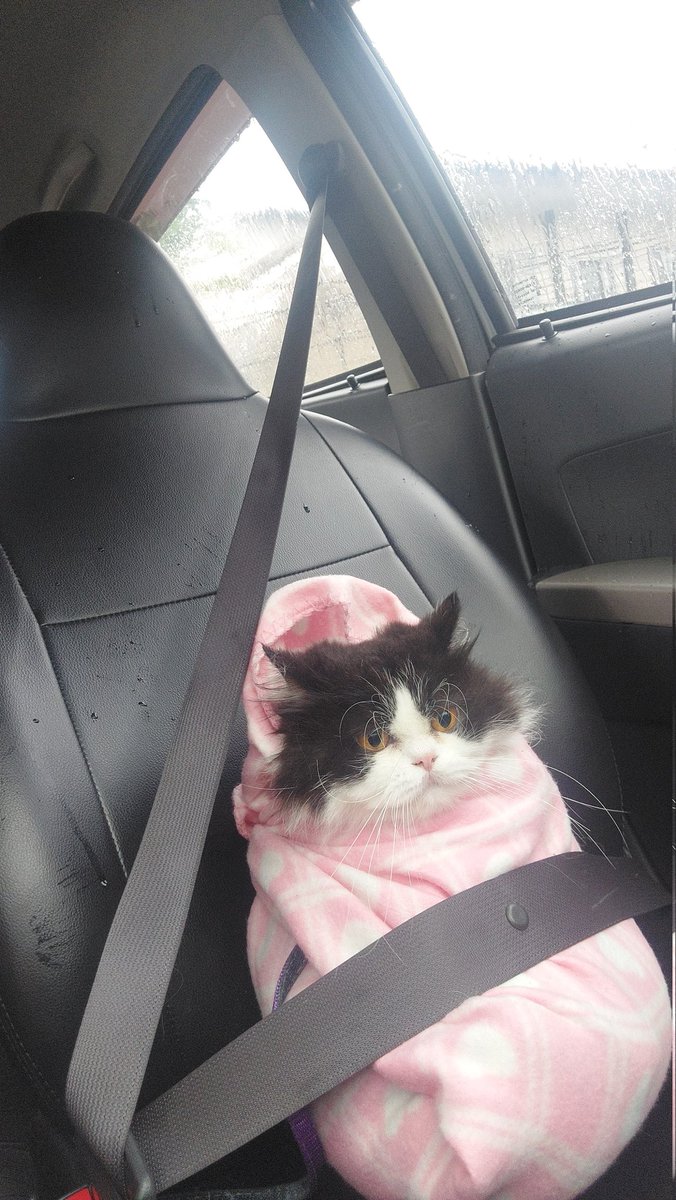 미원 Miwon FIP Survivor tweet media