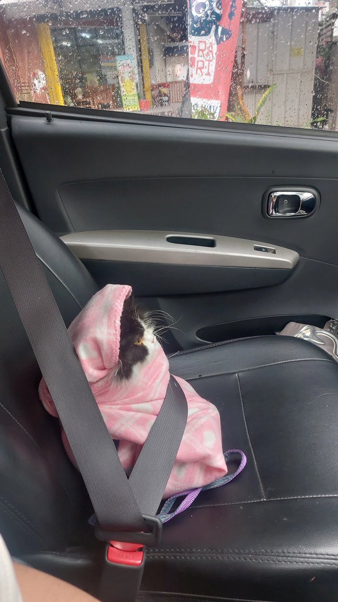 미원 Miwon FIP Survivor tweet media