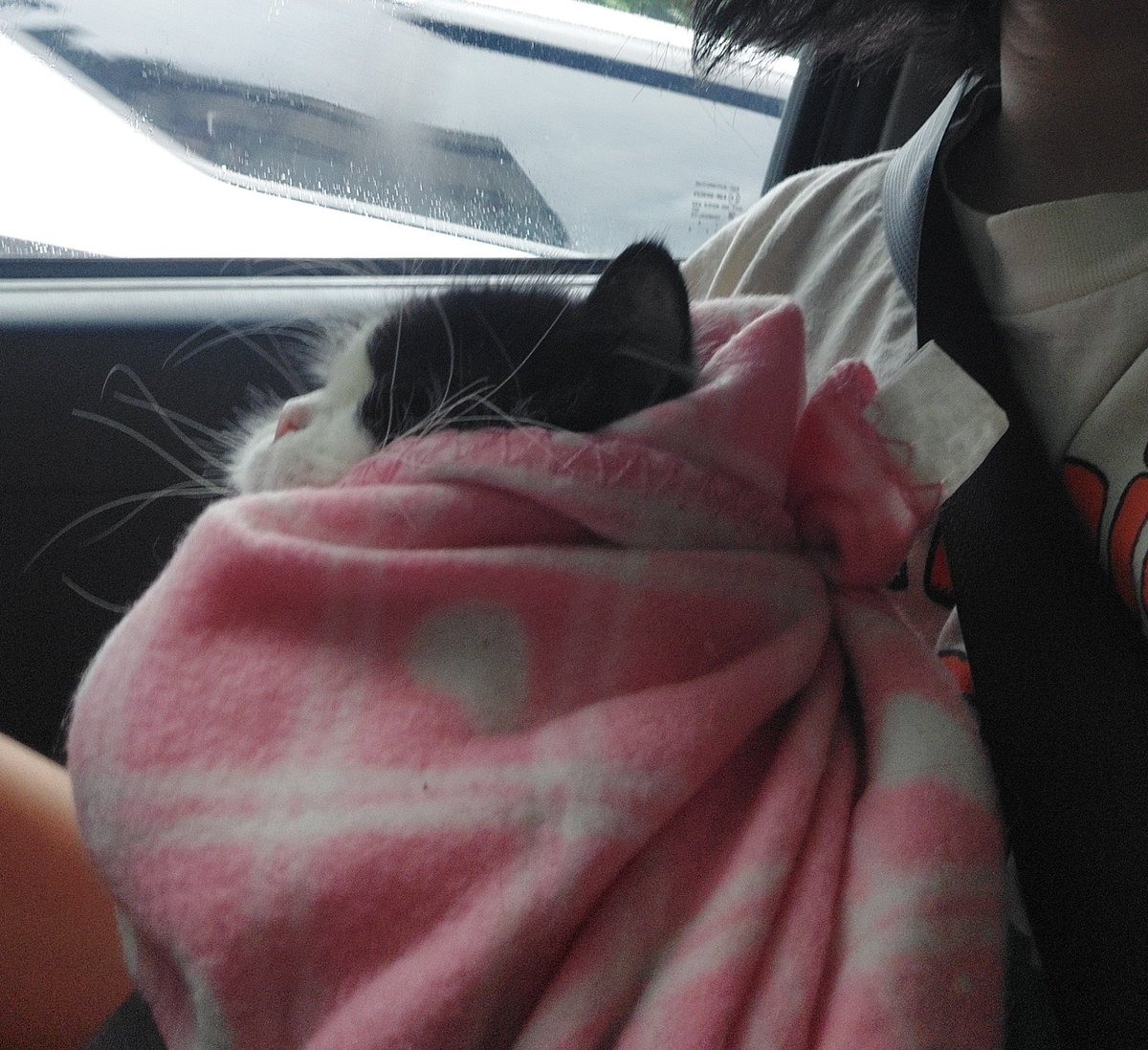 미원 Miwon FIP Survivor tweet media