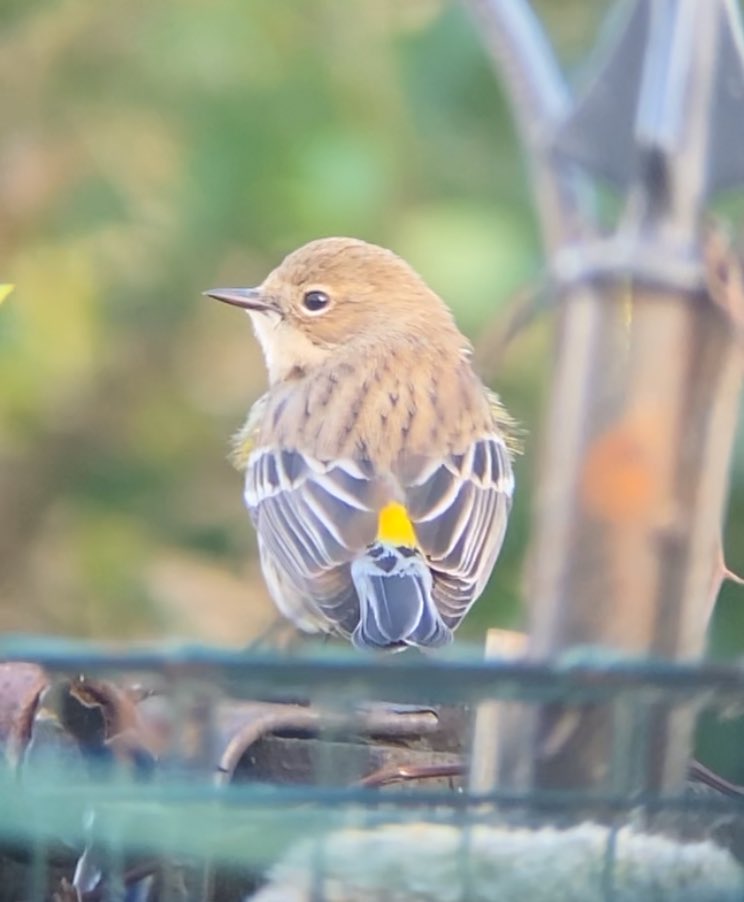 Myrtle warbler showed brilliantly all morning from dawn at Kilwinning 💥✅