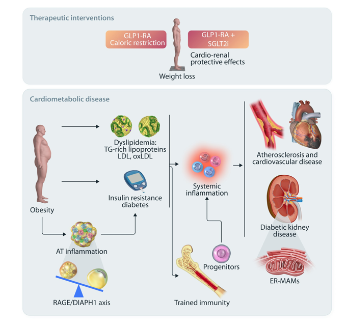Our #CardiovascularResearch SPOTLIGHT Issue on #obesity, metabolism &amp; #diabetes is AVAILABLE NOW online!

Guest Editors Triantafyllos Chavakis, Francesco Cosentino &amp; Ann Marie Schmidt discuss their highlights &amp; why this is an important topic
academic.oup.com/cardiovascres/…

#CardioX #CVD