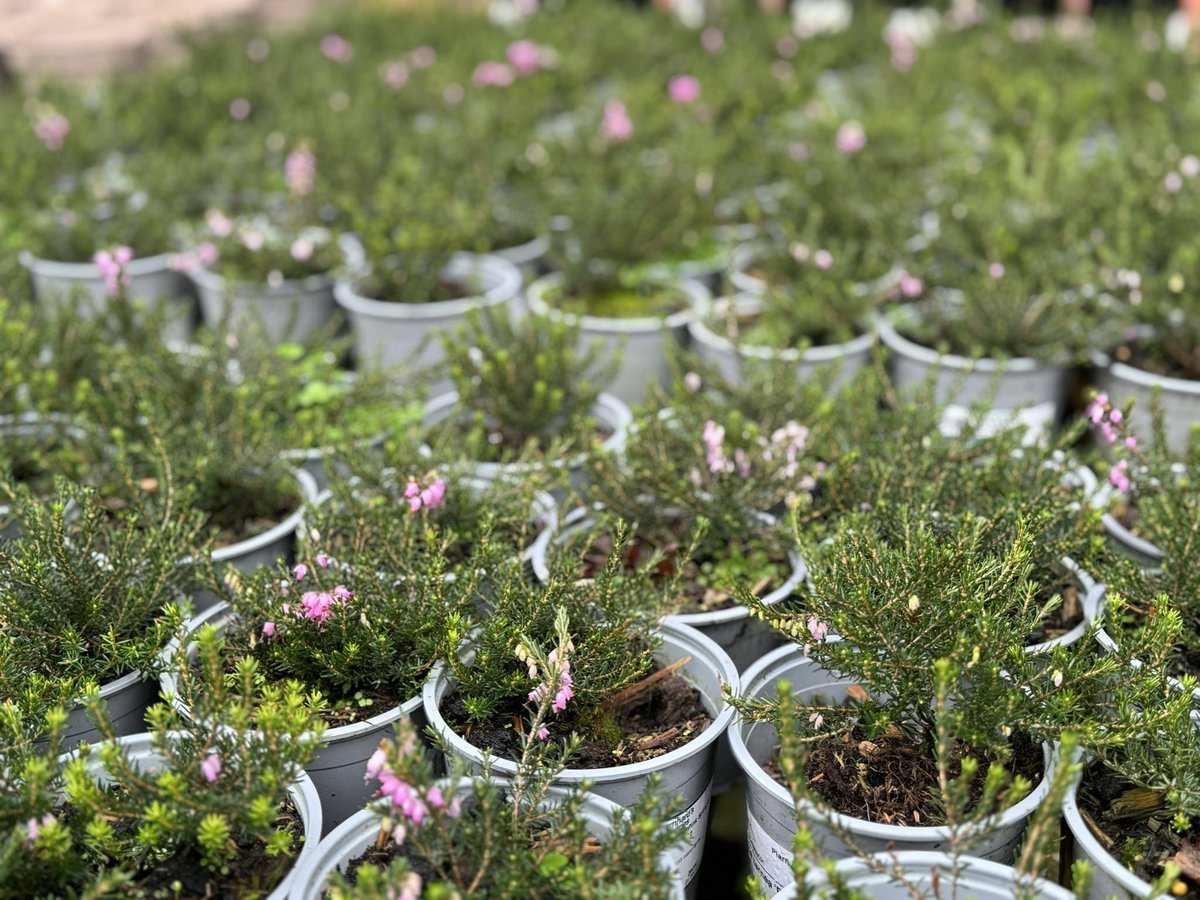 ***Flash Sale - Special Offer*** Erica ‘Pink Spangles’ (Heather) P12 pot fresh, young plants. £2.50 each +VAT, or £1.50 each +VAT if bought in trays of 15 pots. Email sales@bernhardsnurseries.co.uk or visit our Rugby Cash&Carry CV23 9QQ. While stocks last. No further discount.