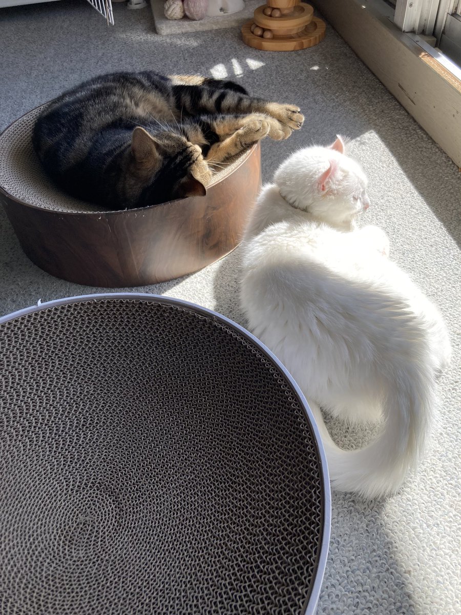 #ねこの日 #保護猫
おやつ買い忘れ(^ぬ^; )w