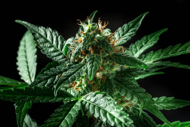 sweetgrass2013's tweet photo. Qué es el #THC👇   

Es el componente principal psicoactivo de la marihuana, vinculado con dos receptores del cerebro:

✔CB-1: afecta al placer, apetito, memoria y concentración.

✔CB-2: modera el dolor.

El THC es usando a nivel recreativo.✅

¿Qué te parece?��� https://t.co/7SnpMAGJyS