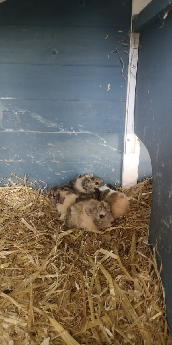 CoedGlasPCC's tweet photo. Big congratulations to our guinea pig Nansi who had 4 lovely babies on Valentine's Day ❤️🌹! The children have been so excited to meet them! @CoedGlas https://t.co/7pr7pw4vZg