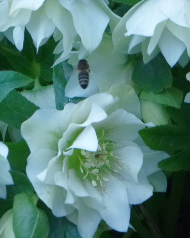 Hellebores (and a bee) Shandy Hall Wild Garden 20 Feb 2024 #hellebores #gardens #bees #flowers @YorkshireNGS