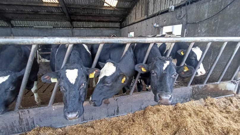Coming up: price increase for January milk supplies, analysis on what's driving milk prices; ICSA says ALDI meat price cuts will be passed on to farmers; what to look out for when you're buying calves; new research on fighting ash dieback disease and the mart and factory prices.