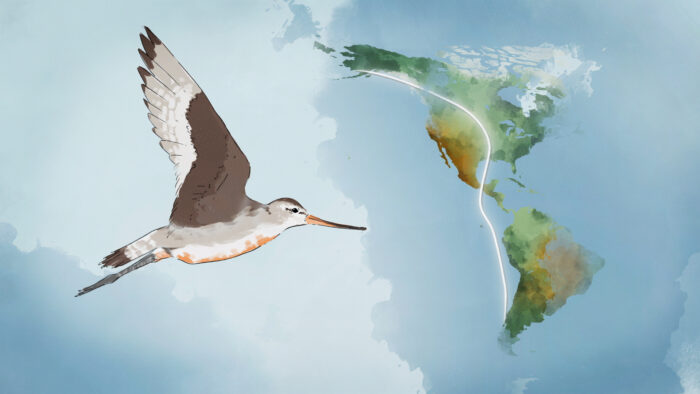 TangledBankHHMI's tweet image. To save migratory shorebirds, scientists are tracking every ‘step’ of their 9000-mile journey. 

Learn how ecologist Jennifer Linscott – featured in our film #Flyways – is using new tracking technologies to uncover the mysteries of shorebird migration: wildhope.tv/article/flyway…
