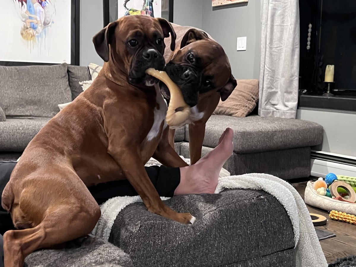 Luna, I think that chew is mine! #boxers #boxerdogs #boxerlife #boxerlovers #boxersrule #boxersrock #boxerdogs #boxersofinstagram #boxersoninstagram #boxerworld #boxergram #boxernation #boxerpuppy