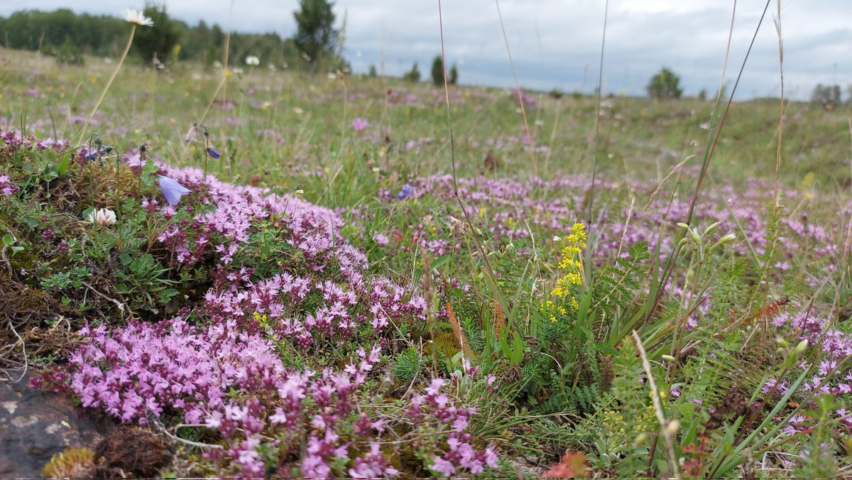 Kadri Koorem tweet media