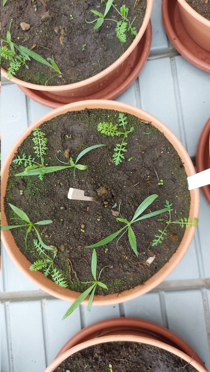 Kadri Koorem tweet media