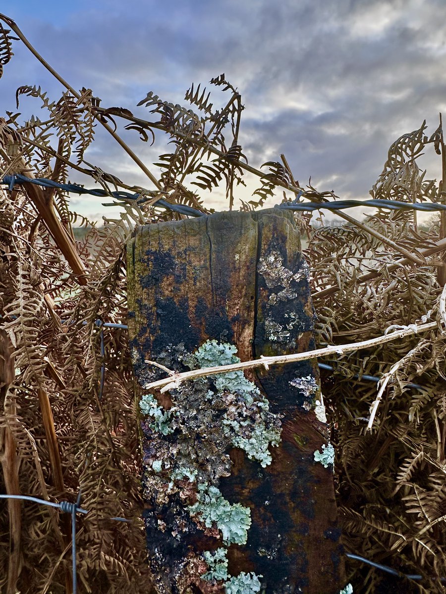 New things even during our 'old routines'. This morning's walk and the light caught this lichen-encrusted fencepost, broken down wire fence and the faded bracken - the backdrop of the sky created glorious colour combinations. #inspirational