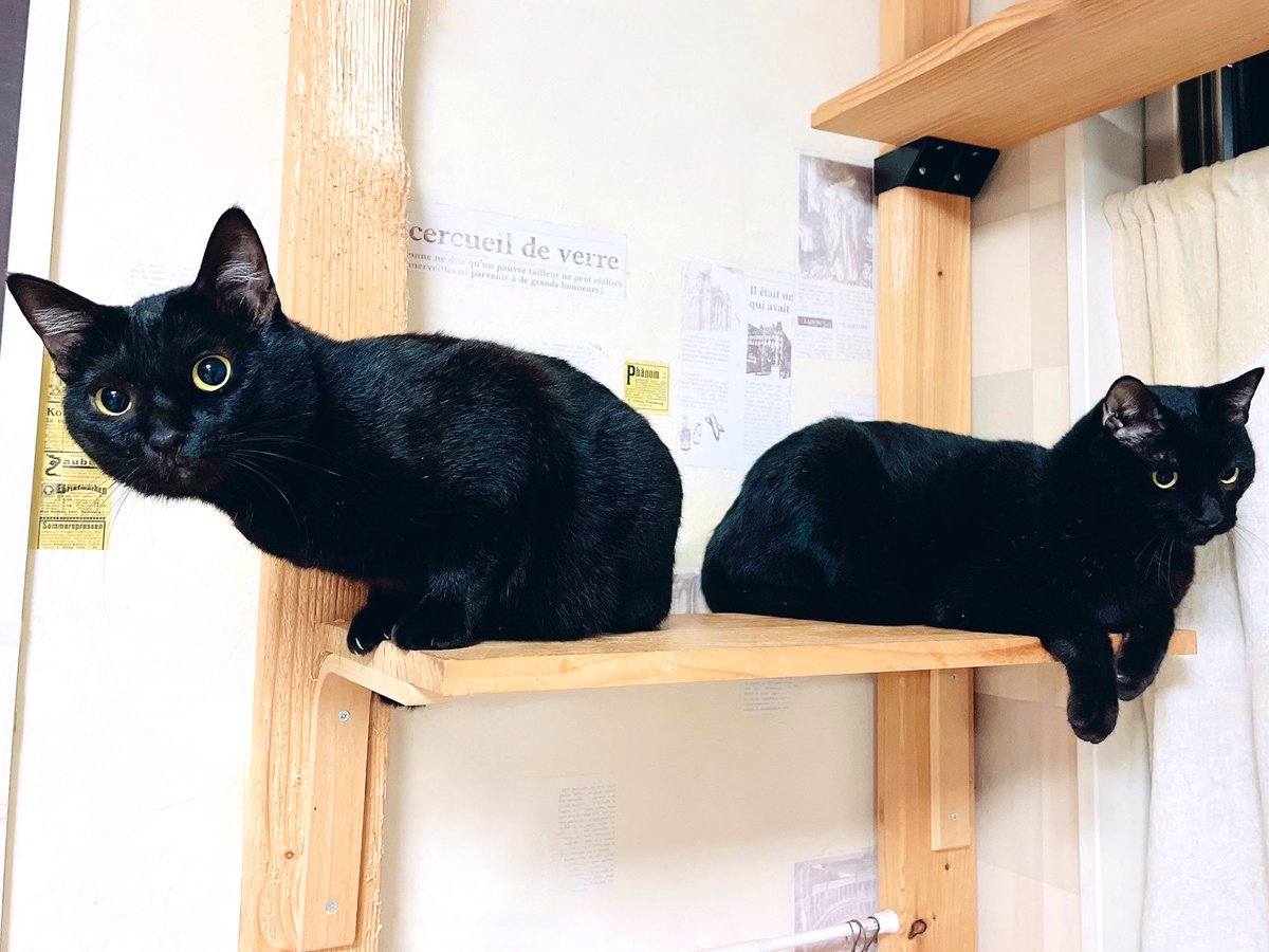 kgrmnk's tweet image. しじみさんとぶっきー🐈‍⬛🐈‍⬛
　#毎日が猫の日