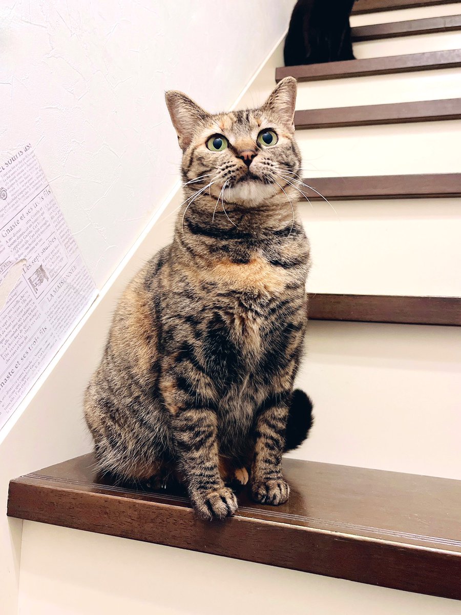 kgrmnk's tweet image. エニーの笑顔☺️
お腹が…床に…いえ何でもないです。
　#毎日が猫の日