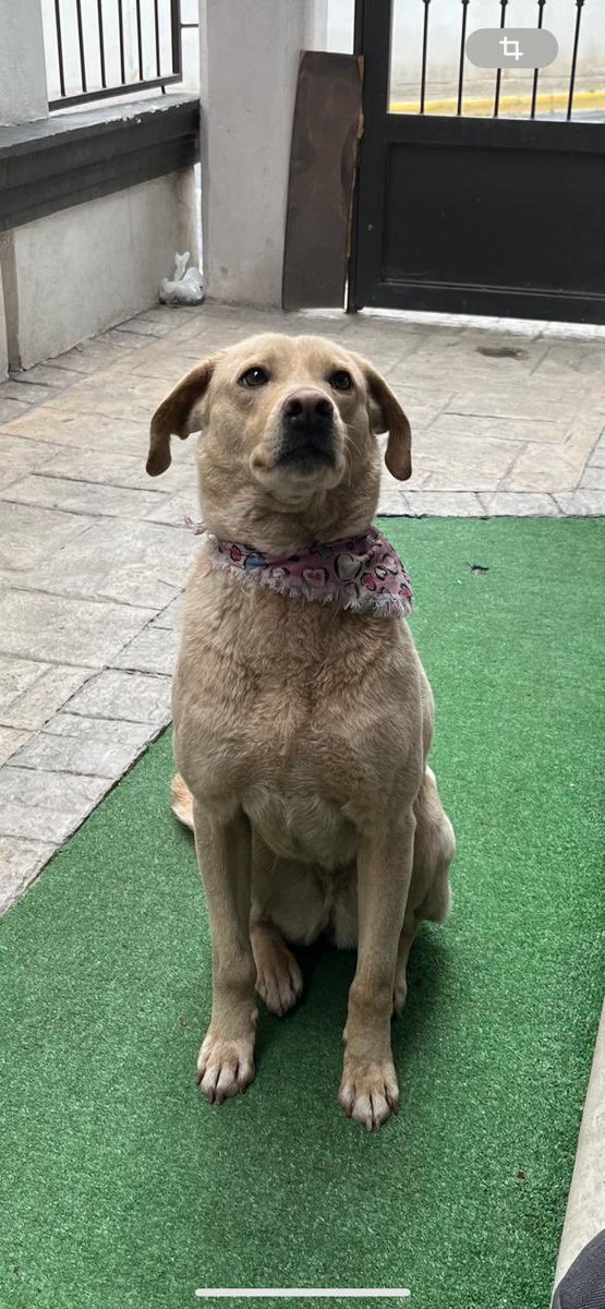Cicmty's tweet photo. 🐶 #MascotaExtraviada ayudemos a esta perrita para que regrese con su familia, llegó anoche a un domicilio en la colonia Cerradas de Cumbres, la tienen en resguardo, contacto: 8112804763 #Monterrey https://t.co/LKHvtC4QMw