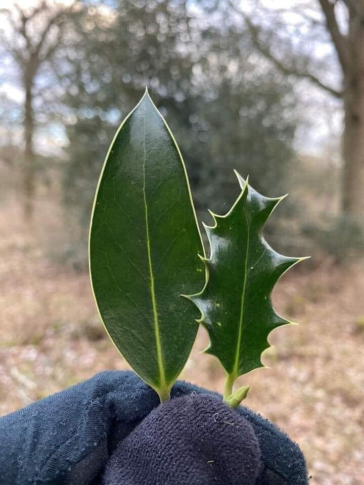 La capacidad de un organismo para cambiar sus características en respuesta a las variaciones ambientales se conoce como plasticidad fenotípica y es el factor clave en la evolución de una especie. 

Como ejemplo, si un Holly encuentra que sus hojas están siendo comidas por