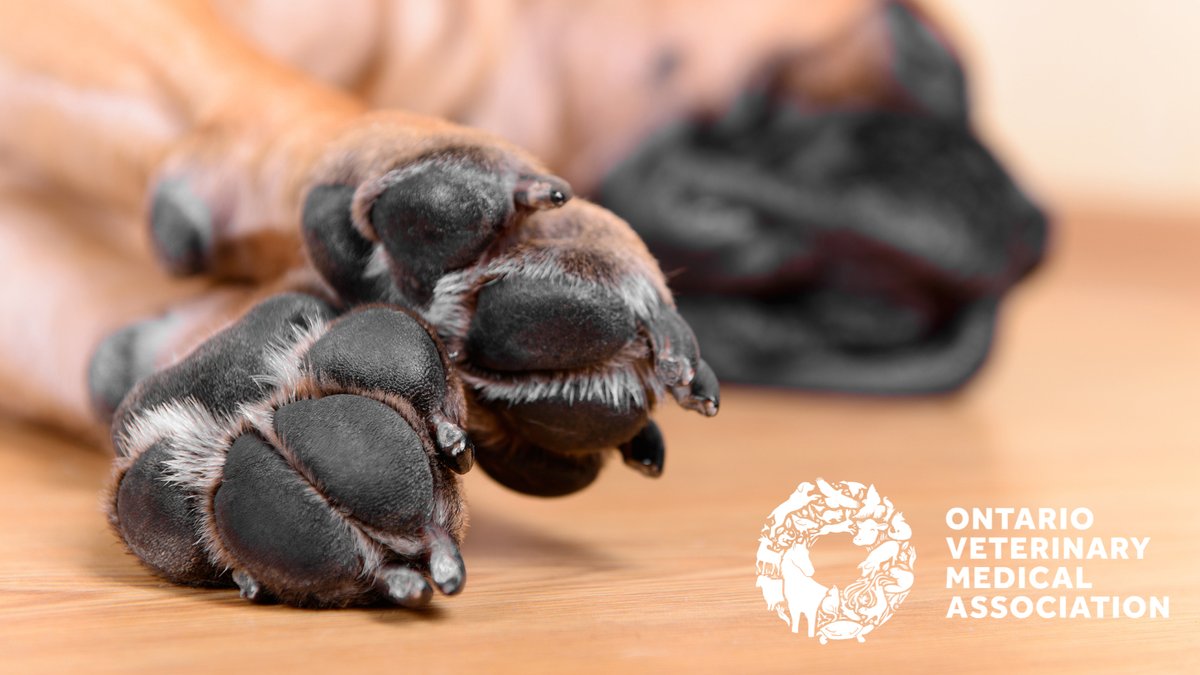 Cold surfaces and common de-icing chemicals can dry out your pet's paw pads. To keep your pet's paws clean and healthy, thoroughly wipe them with a damp warm cloth after walks outside and apply pet-safe paw balms to help maintain hydration.