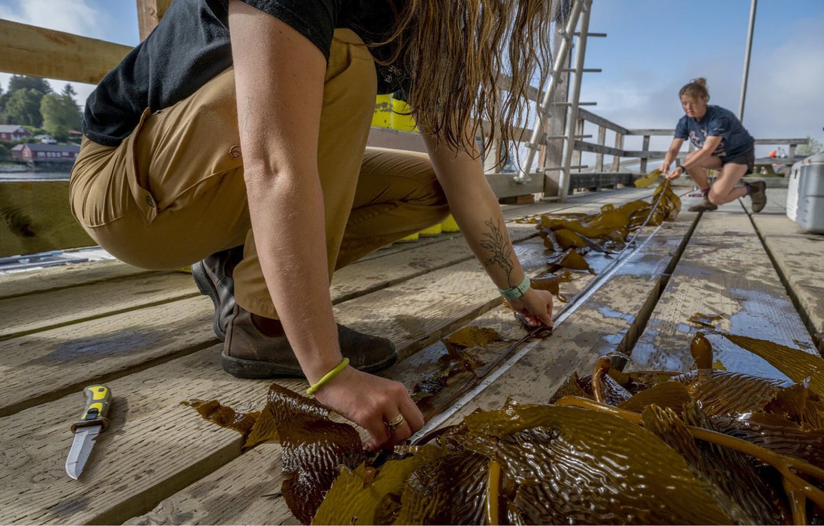 Studying Kelp Forests of Today to Forecast Ecosystems of the Future is now in Fisheries! This photo essay summarizes our work on changing kelp forest communities, led by @ClaireAttridge Made possible by @BamfieldMSC, @NSERC_CRSNG, @LiberEroFellows doi.org/10.1002/fsh.11…