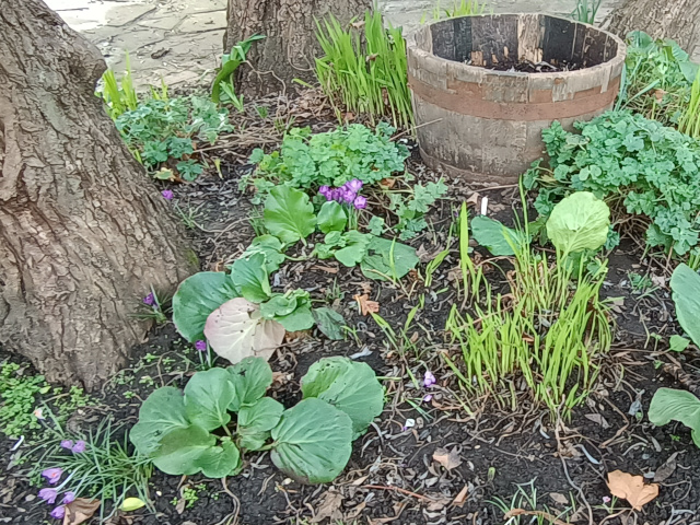 Friday 23 February is Rotary's Birthday. On that day we hope that the crocus corms that we planted back in October will be peeping through now, reminding us of Rotary's commitment to eradicate polio from the world. As you can see here, they are appearing in the hospital garden.