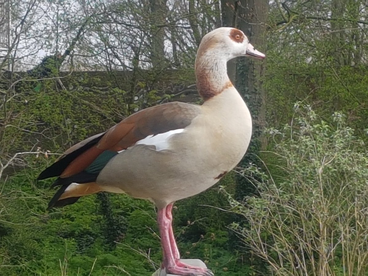 Cathar1a's tweet photo. #KleurInDeNatuur #ivoor #dag21 Moest ik nog inhalen. De Nijlgans. @ChrRoland https://t.co/NtGGNmnA3A