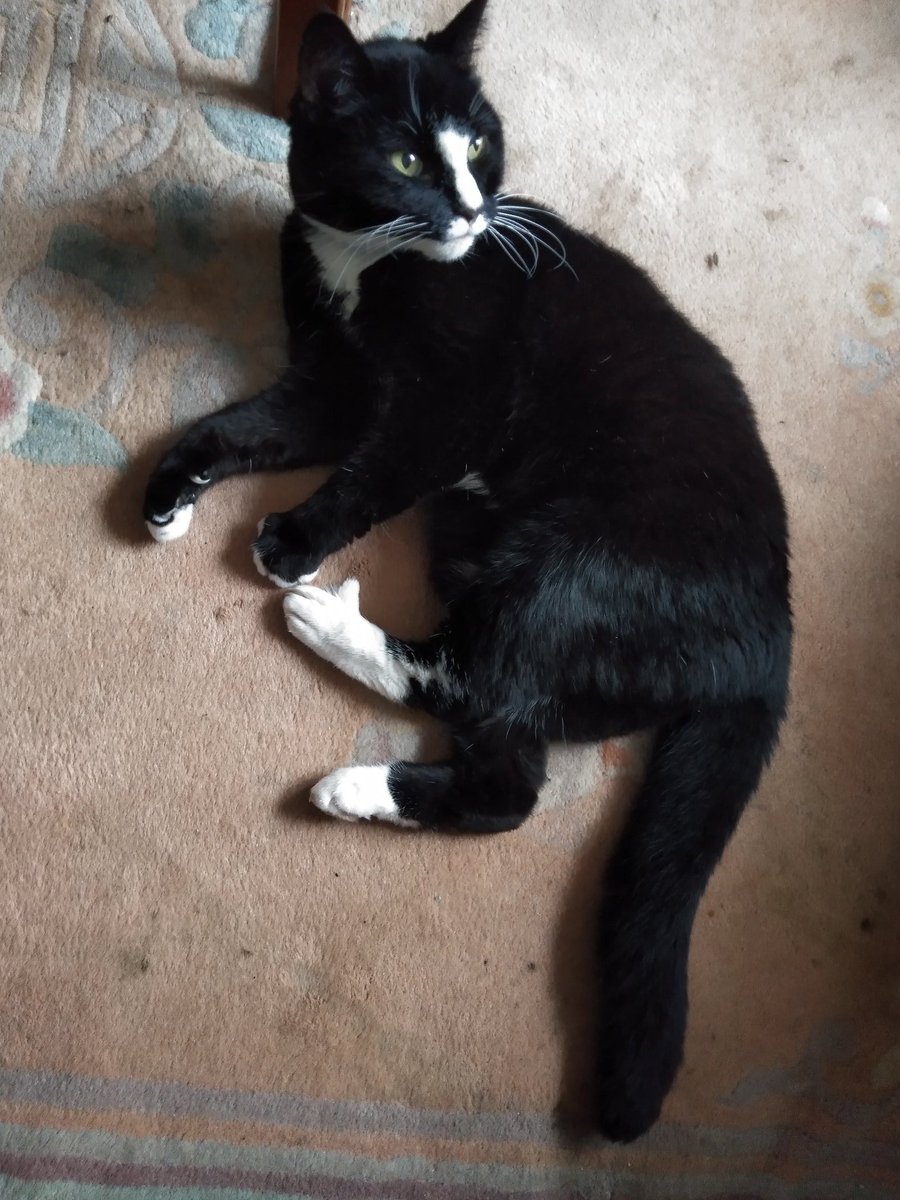 EastEndJen's tweet photo. Topsy wishes a Happy National (UK) Cat Day to all musical moggies (and doggies) whose humans screech with @mrbenengland @ChoirOfTheEarth and @homechoir. She's getting her earplugs ready for COTE's Summer School Concert this eve. Mum's looking forward to it😺🎼🎶🎵 https://t.co/HOgfIRlgZq