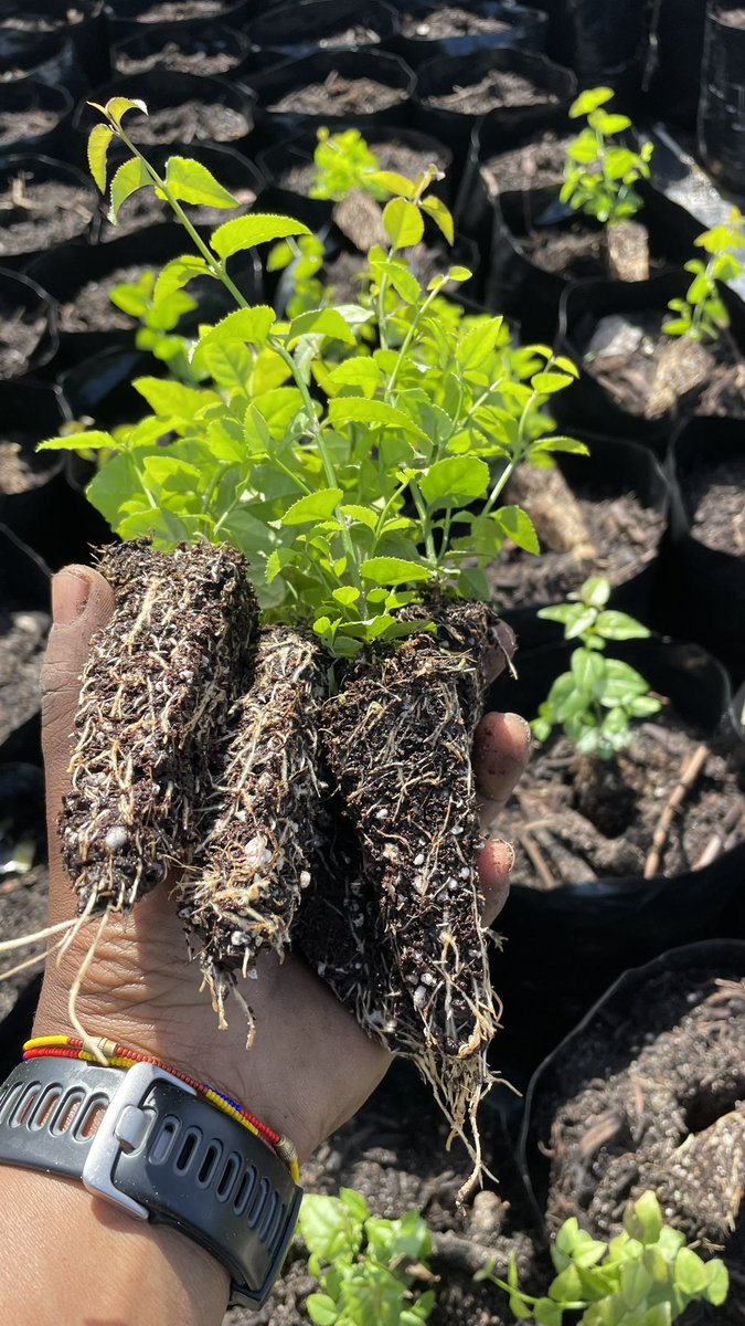 We’re all about starting strong & that begins right at the seedling stage. We believe the journey to a mature tree starts with picking the best of the best after the germination stage. This is also true for mass planting projects high quality saplings have higher survival %