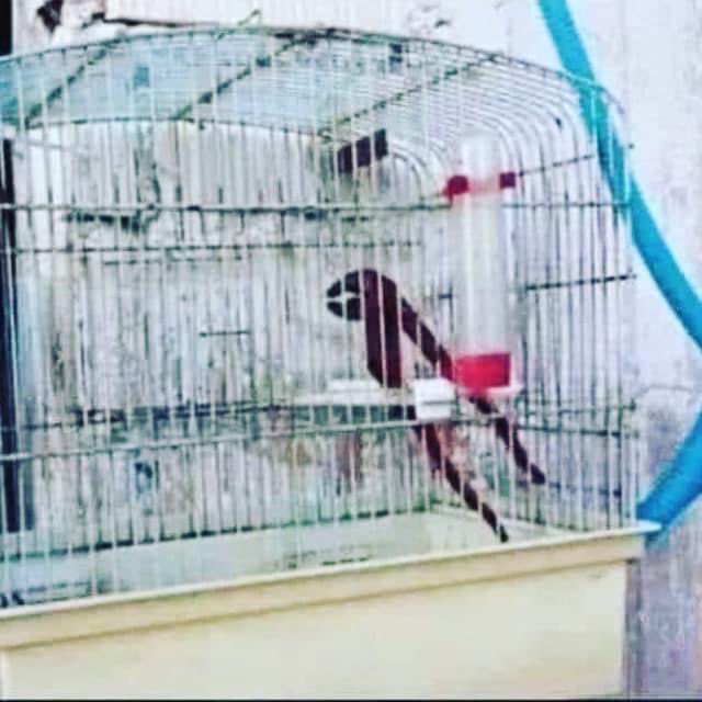 I’m taking this parrot back to the pet store. All it does is sit there. Won’t eat. Won’t drink. Won’t talk. I want my money back!