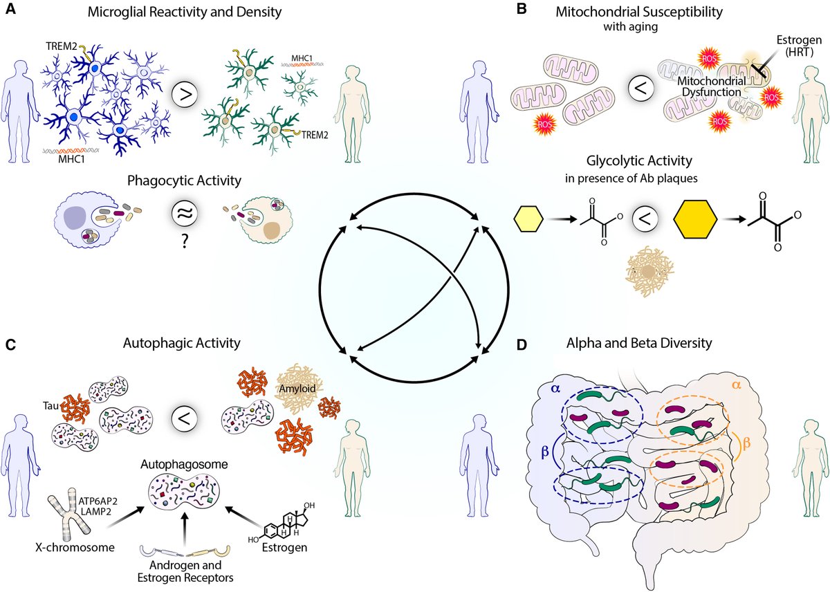 Happy to contribute a new perspective on a key modulator of mechanisms underpinning #Alzheimers: sex! Biological sex affects immunity, metabolism, and the microbiome through well-known players such as NF-kB and TREM2 ➡️sciencedirect.com/science/articl…