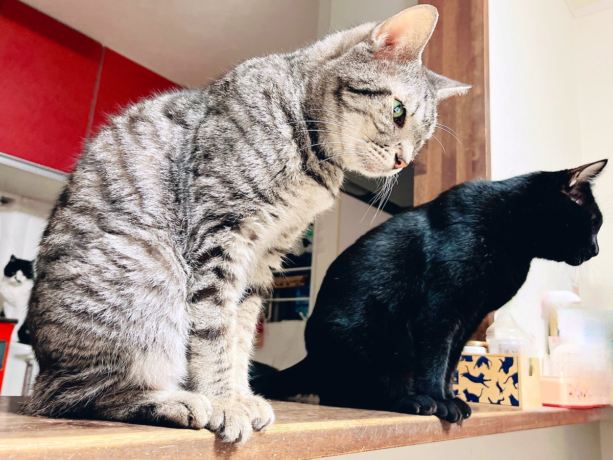 kgrmnk's tweet image. スチャッ！
ちーちゃんとぶっきー。
　#毎日が猫の日