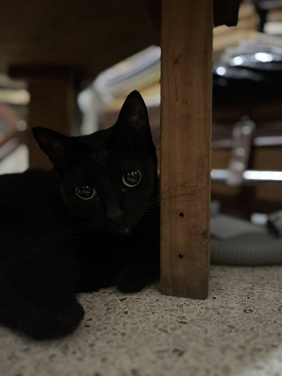 Vengo a presumir a este guapo por aquí. Se llama Dalí y es un consentido 👑