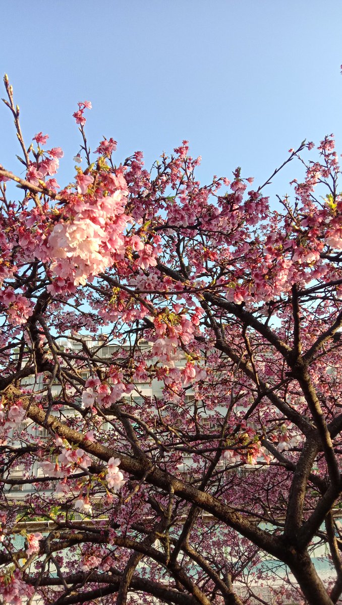 muhandis_e's tweet photo. 🌸 https://t.co/aJuO92gJoJ