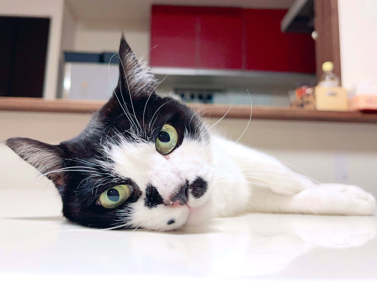 kgrmnk's tweet image. 一番の姐御しーちゃん。
　#毎日が猫の日