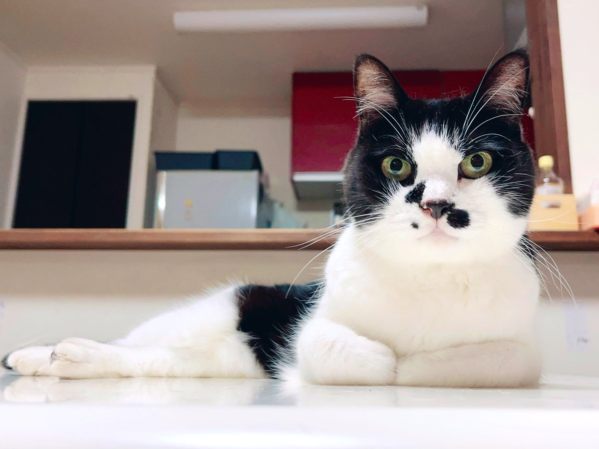 kgrmnk's tweet image. 一番の姐御しーちゃん。
　#毎日が猫の日