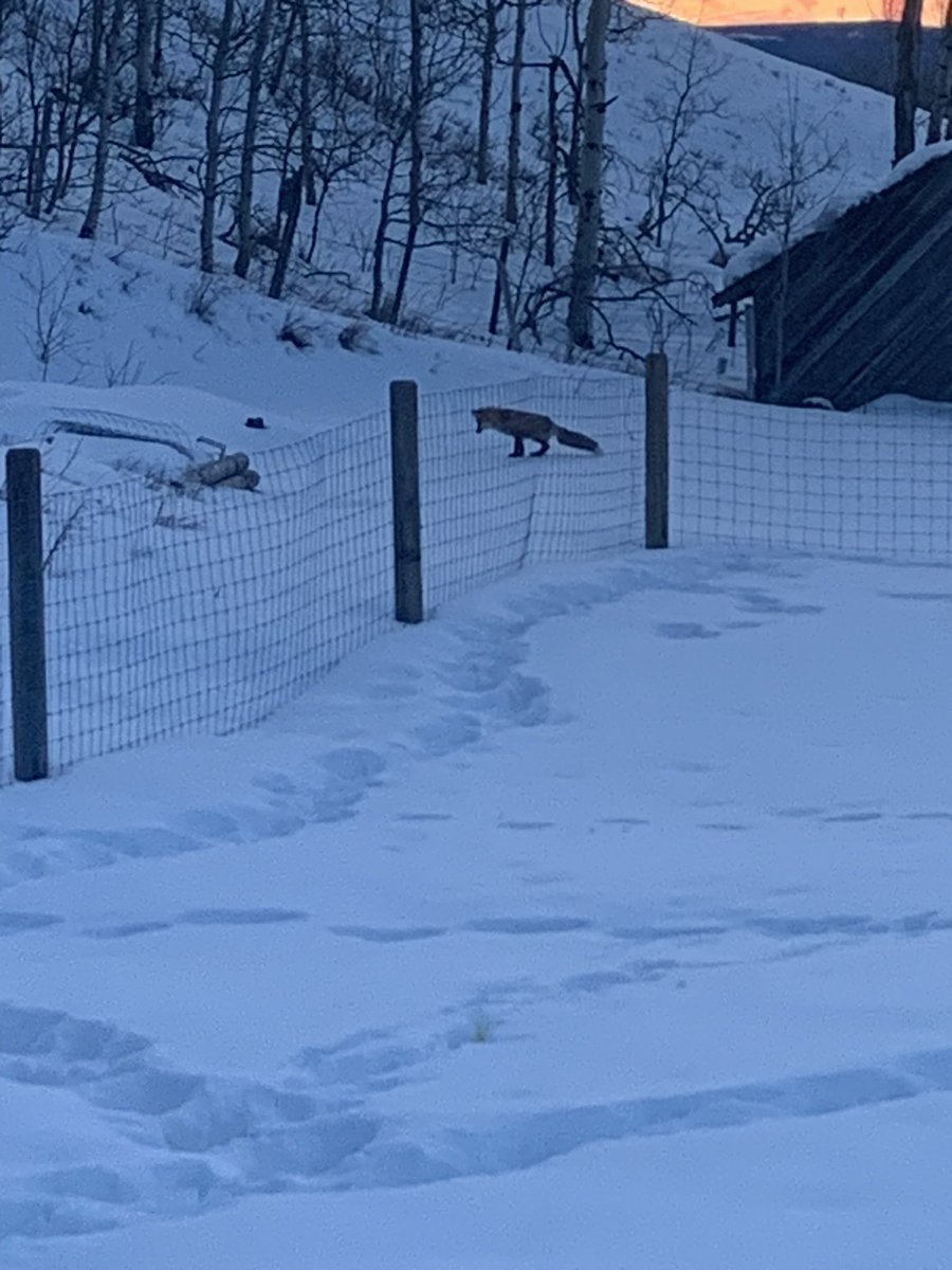 LynneWalker14's tweet photo. @WildPriestess_ A little late, but here’s a fox hunting. https://t.co/dk5yOI1NFY