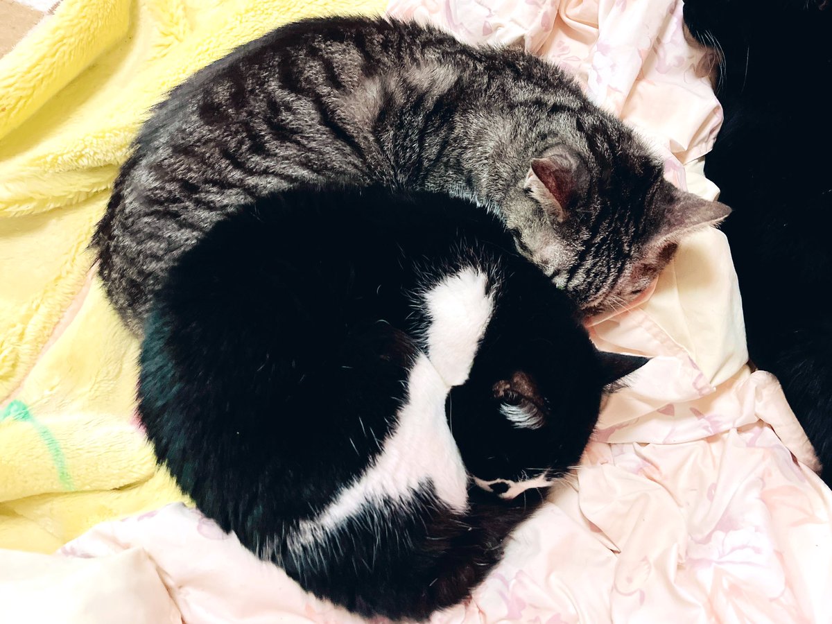 kgrmnk's tweet image. ちーちゃんとしーちゃん、大体ピッタリフィットで寝てる。
　#毎日が猫の日