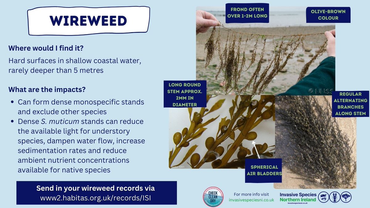 Check out our infographic below to find out the impacts wireweed has on our native species and the habitat it invades. #SpeciesOfTheWeek #CheckCleanDry