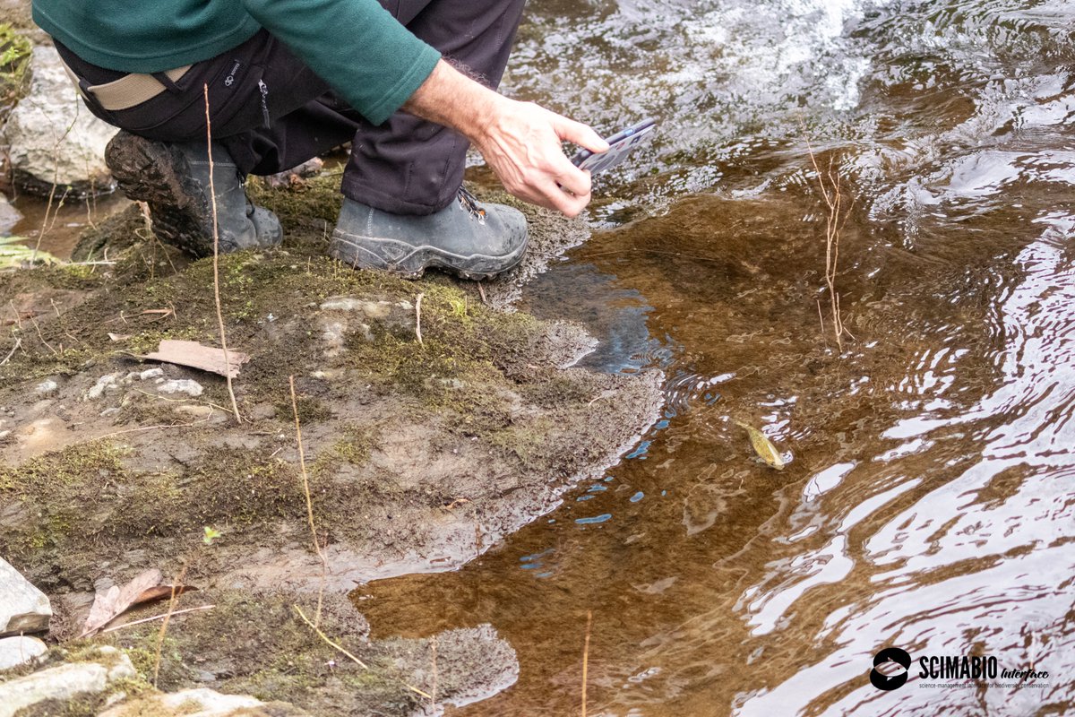 W/ @Scimabio & @GanNavarra 1st release of #salmon tagged w/ PIT tags for the Life #KANTAURIBAI - 2nd big step before modelling their next downstream #migration & the #probability to enter hydropower plant canals. Check the project summary here: tinyurl.com/LifeKantauribai #fish